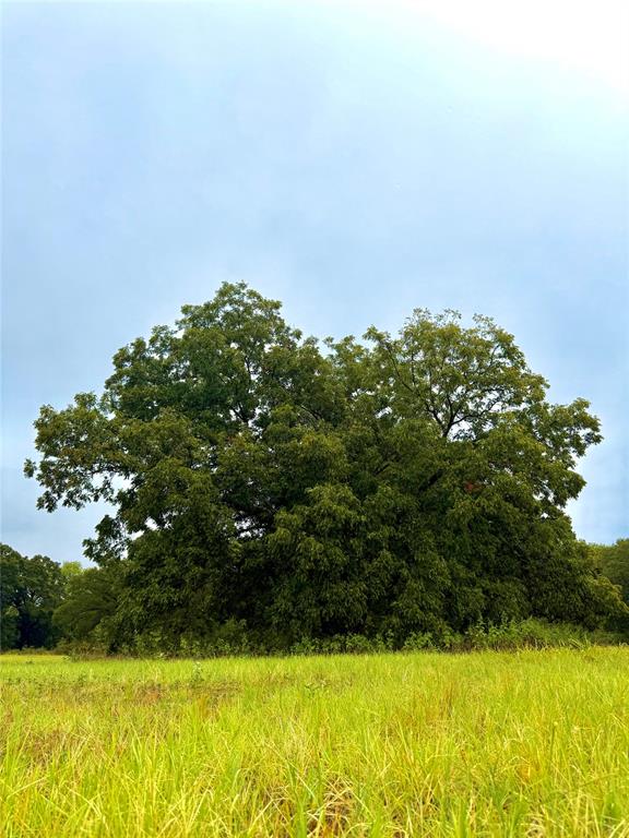 Tbd Tract D Fm 513 Tx Property Photo 1
