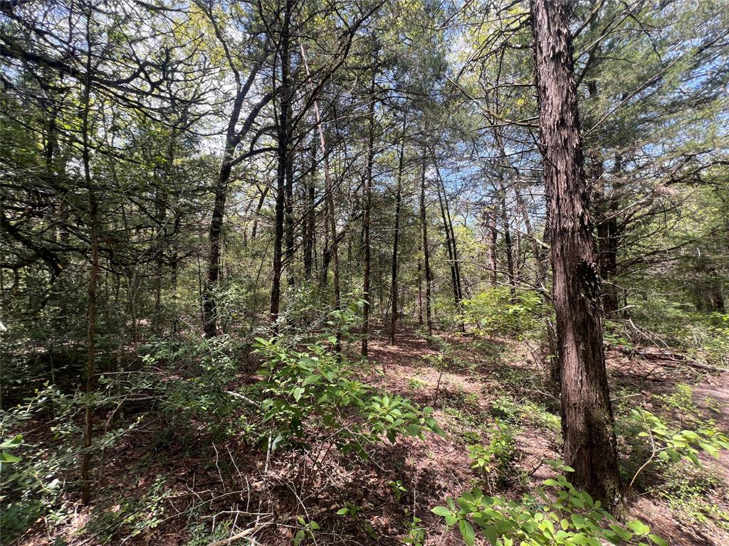 4.81 Ac Pauline Lane Property Photo 10
