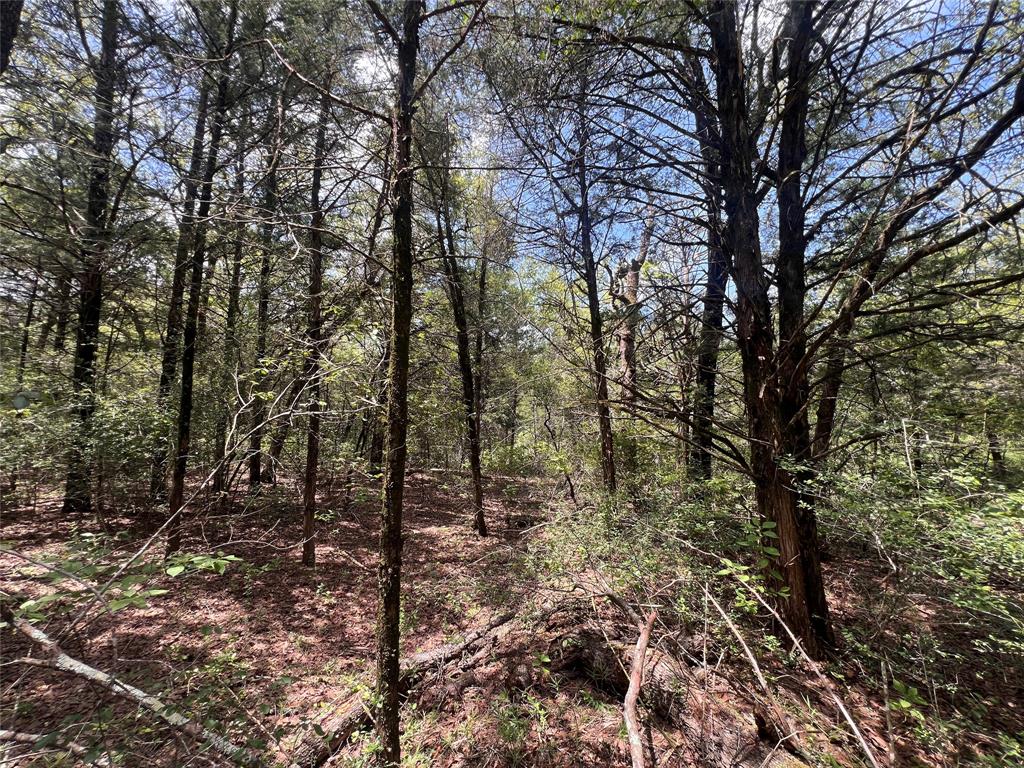 4.81 Ac Pauline Lane Property Photo 11