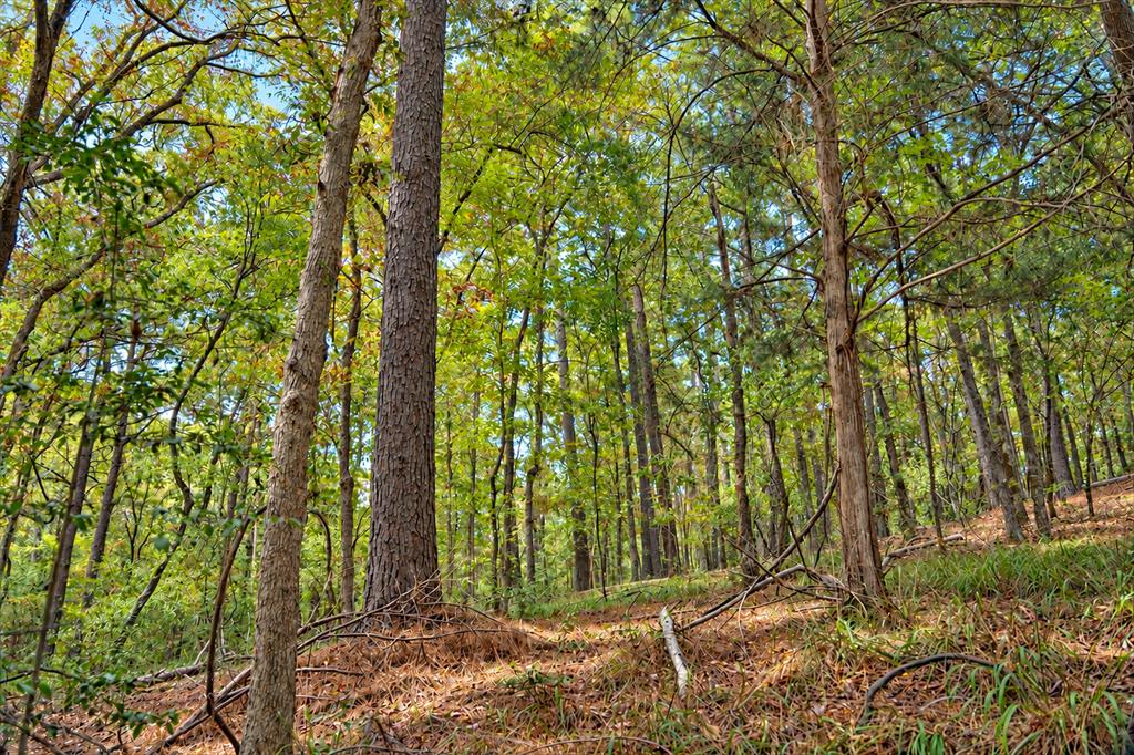 00 Off Of County Road 448 Property Photo 4