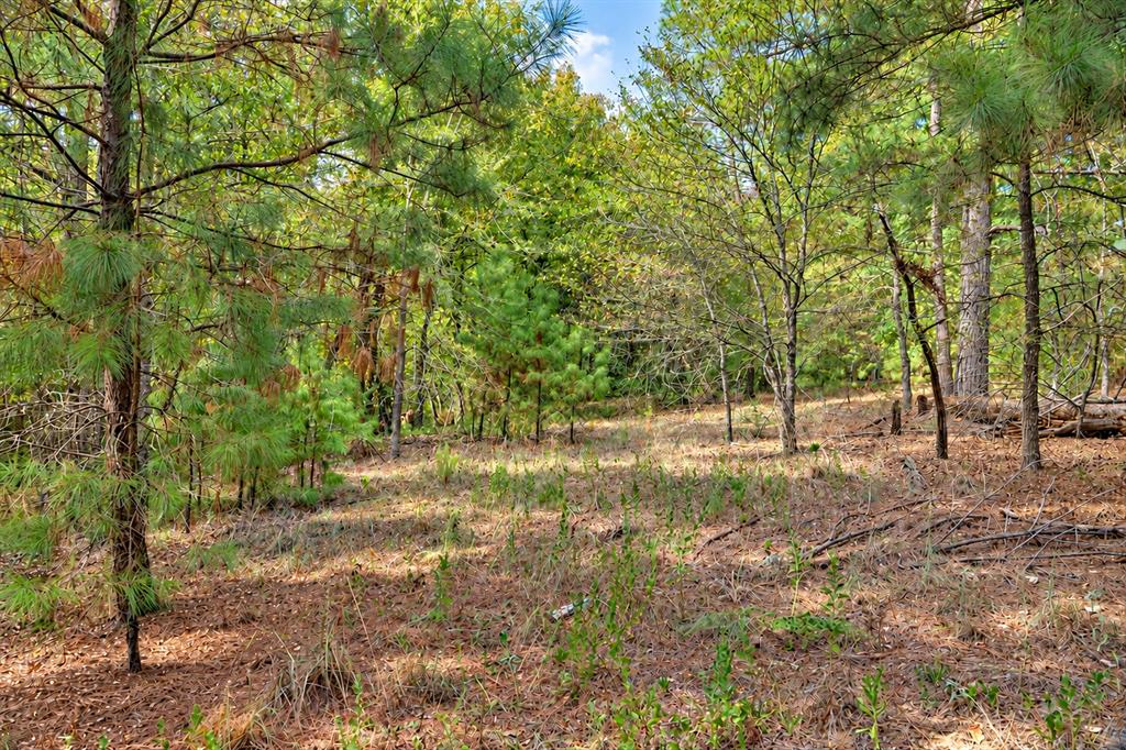 00 Off Of County Road 448 Property Photo 12