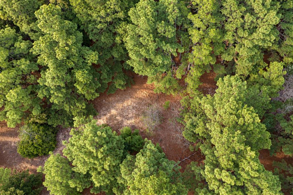 00 Off Of County Road 448 Property Photo 13