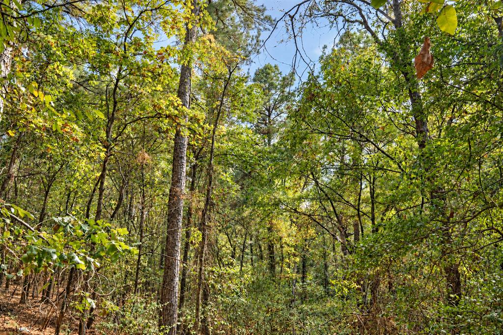 00 Off Of County Road 448 Property Photo 14
