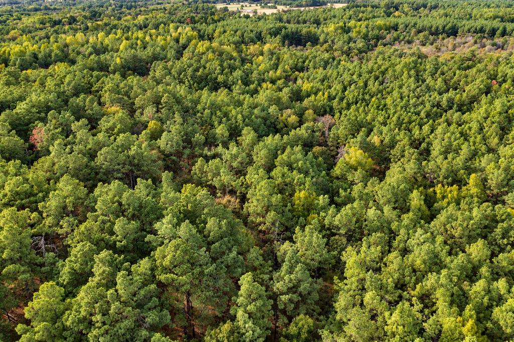 00 Off Of County Road 448 Property Photo 24