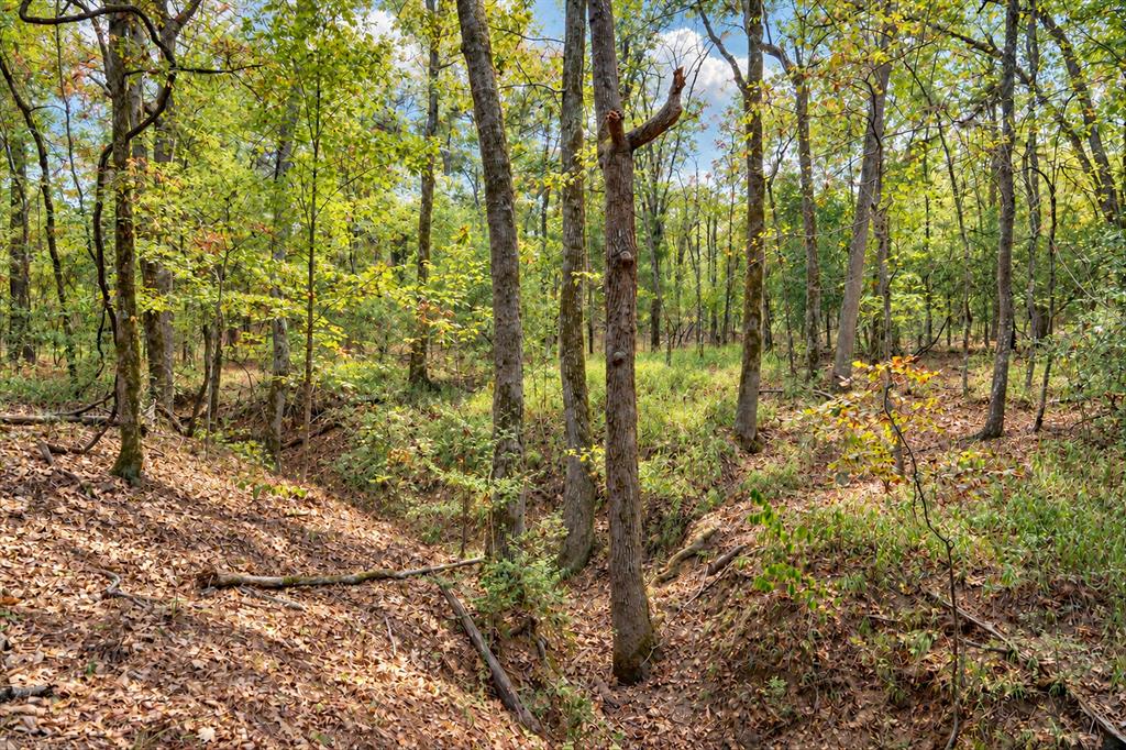 00 Off Of County Road 448 Property Photo 29