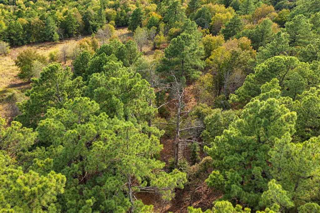 00 Off Of County Road 448 Property Photo 30