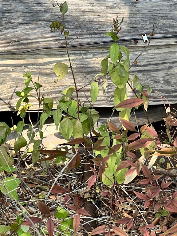 907 Culbertson Street Property Photo 24