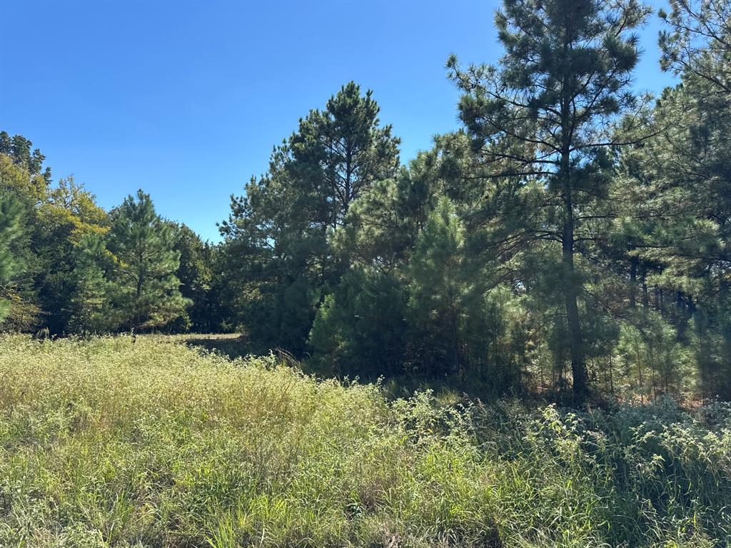 Lot 10 County Road 2922 Property Photo 4