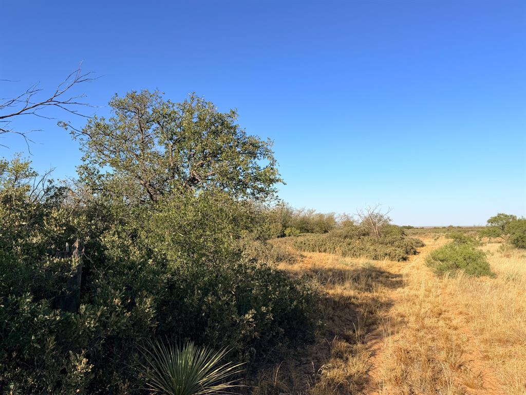 Tbd County Road 117 Property Photo 5