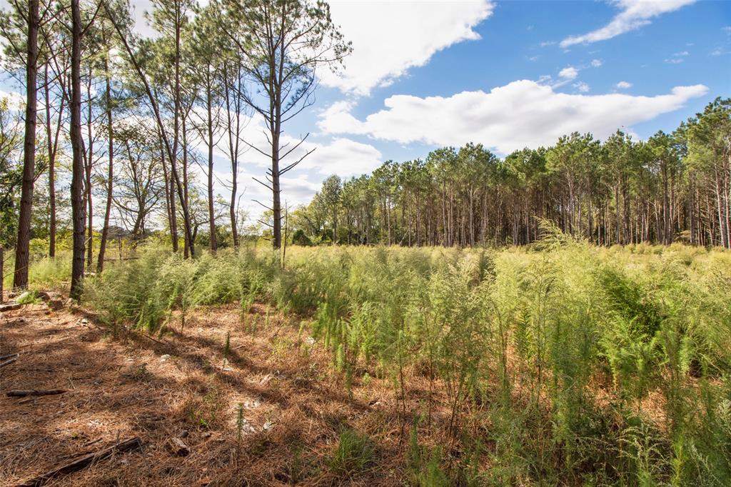Tbd Wolf Road Property Photo 6