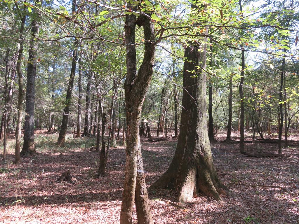 9795 Highway 59 Property Photo 23