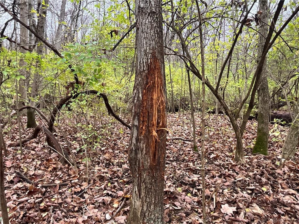 0 Dog Leg Property Photo 35