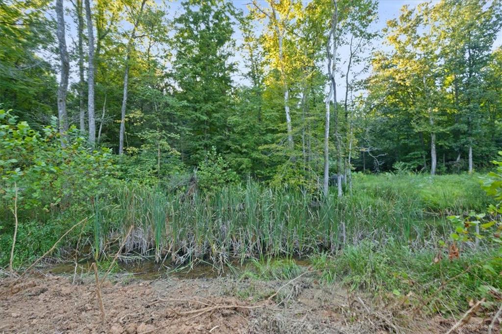 113 Ac Waggoner Riffle Property Photo 5