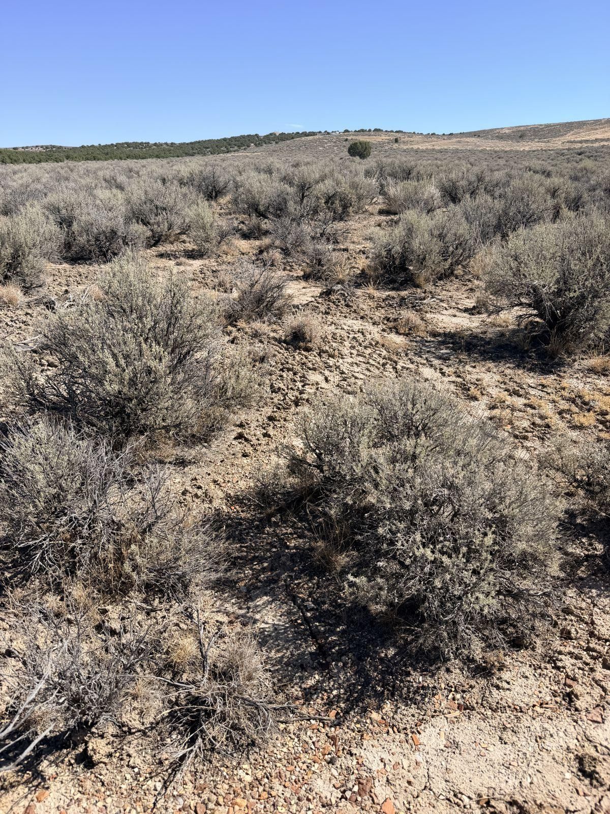 2.06 Acres O'neal Avenue Property Photo 4
