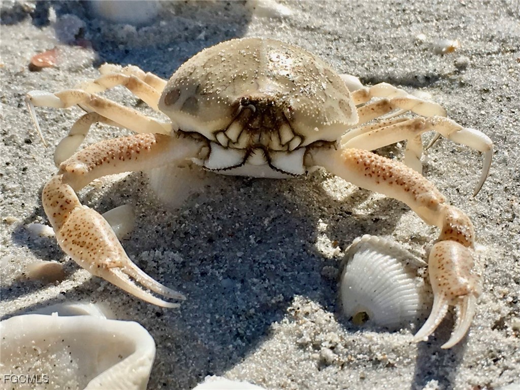 1390 Middle Gulf Dr E Property Photo 44