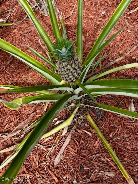 3666 Fort Simmons Ave Property Photo 8