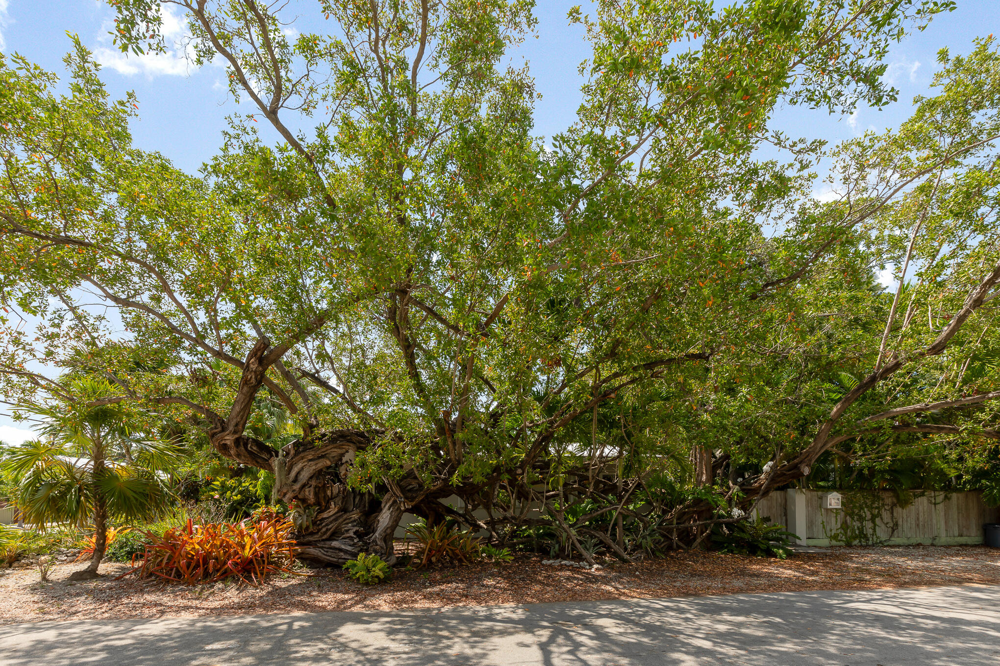 1414 Leon Street Property Photo 5