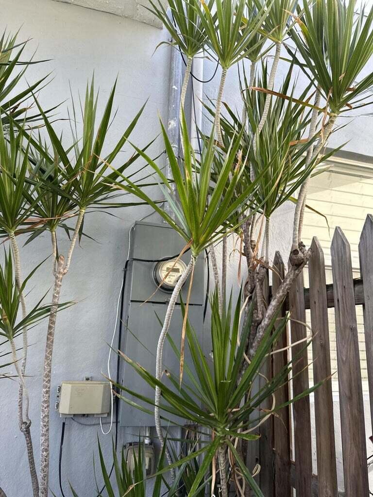 928 Truman Avenue Property Photo 5