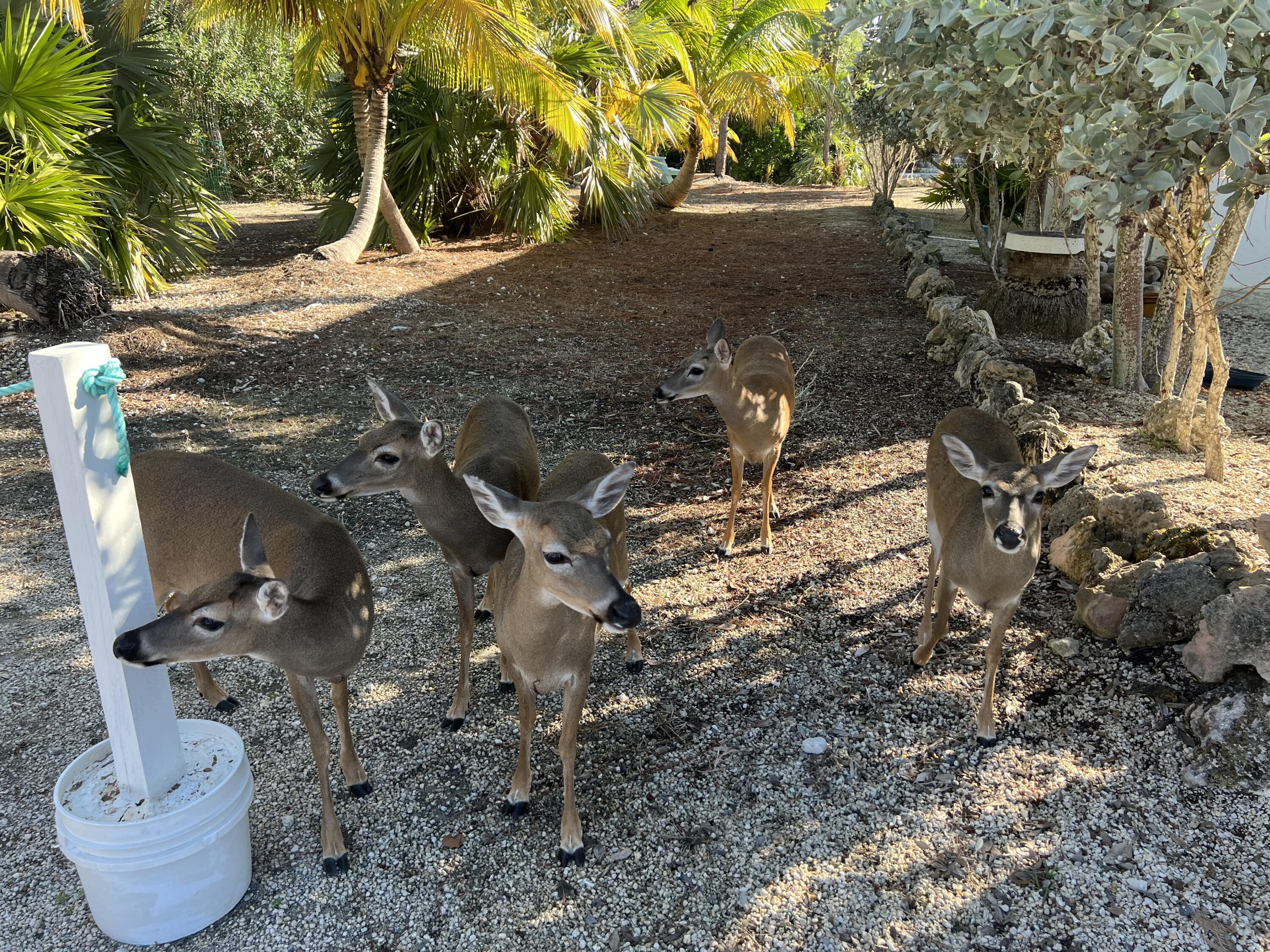 1540 Lantana Lane Property Photo 16