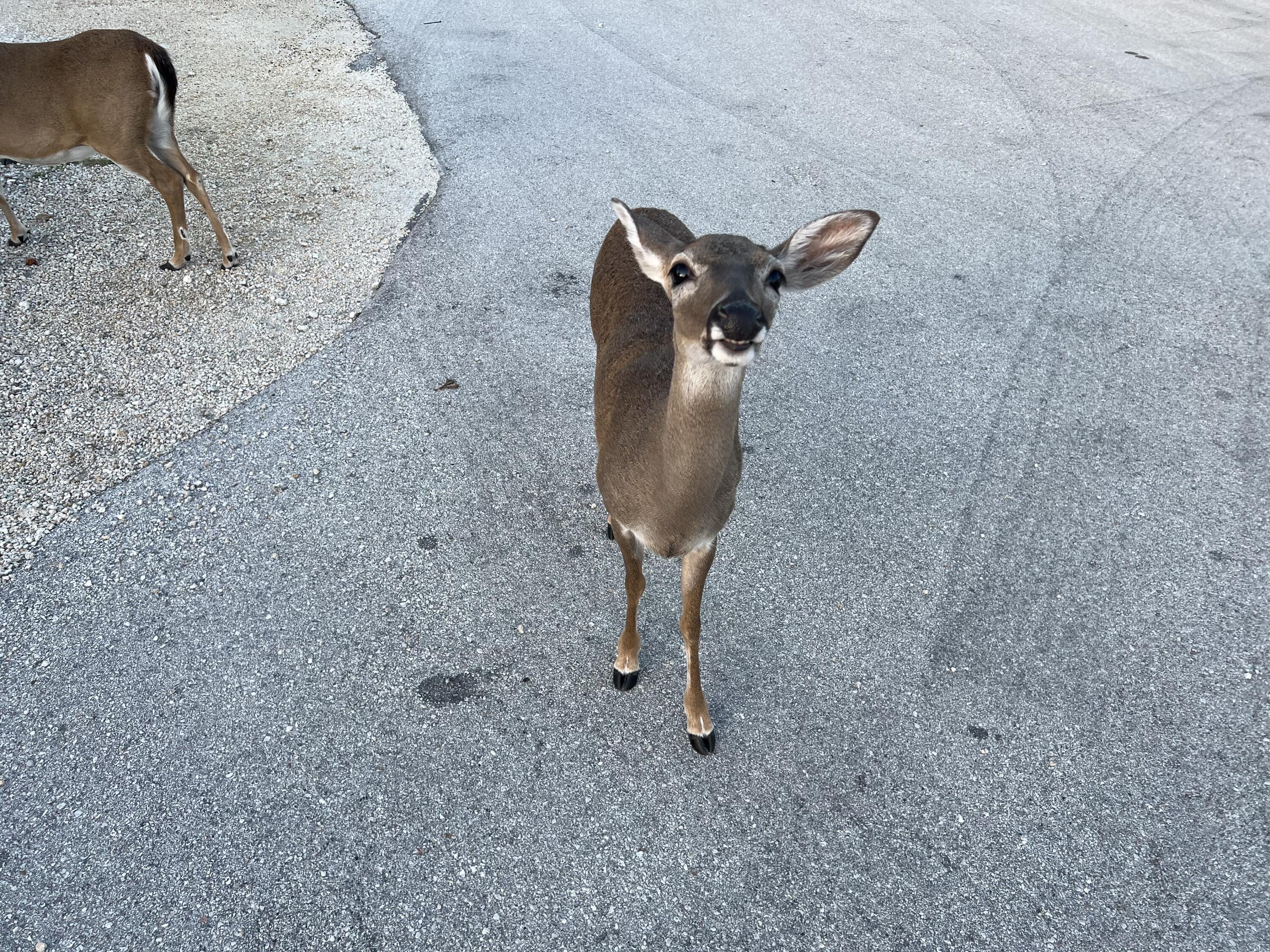 1540 Lantana Lane Property Photo 17
