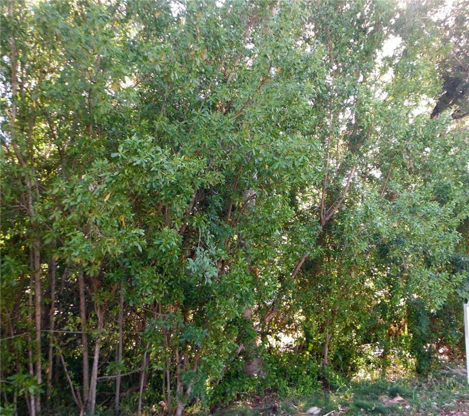 234 Antigua Road Property Photo 1