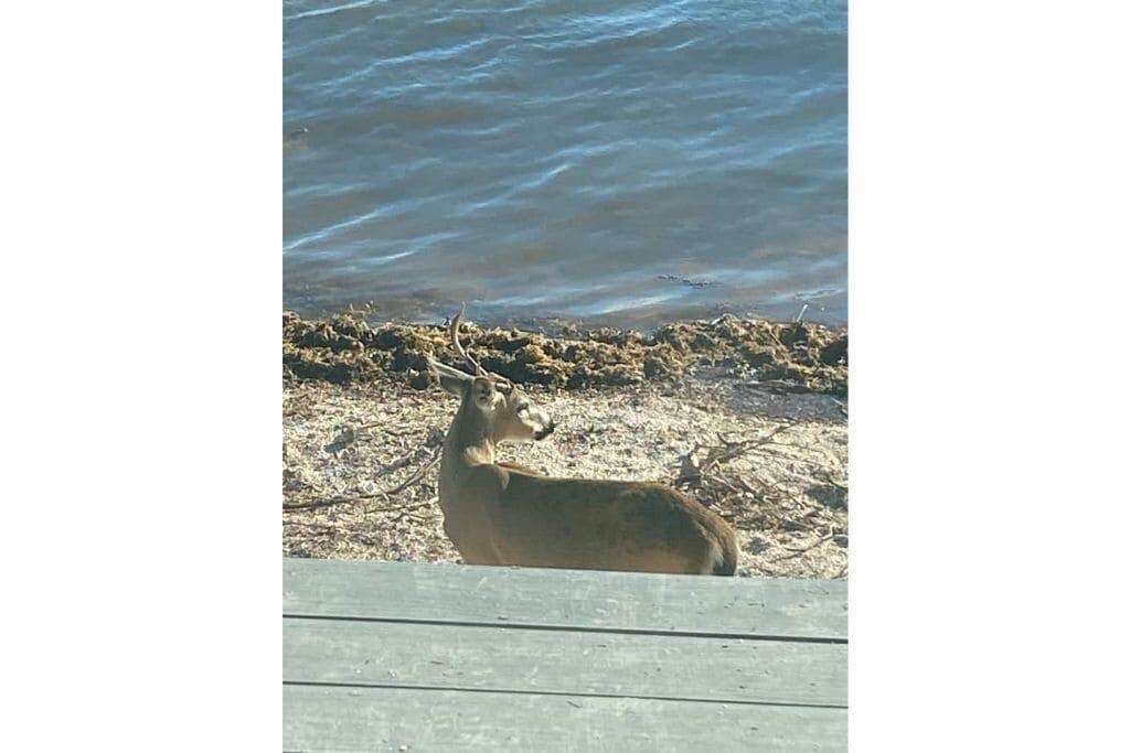 4w Cook Island Property Photo 8