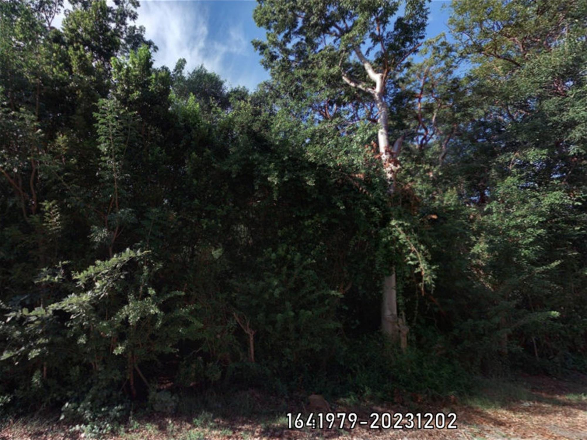 Poinsetta Drive Property Photo 1