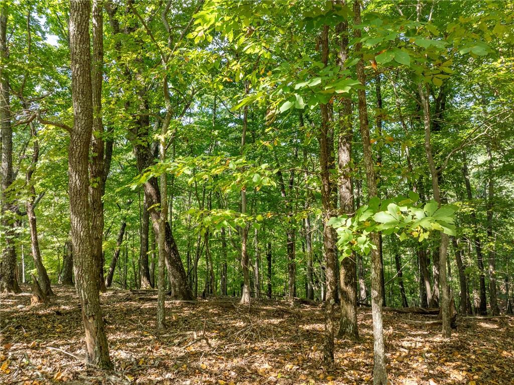 4406 Bee Tree Ridge Court Property Photo 6