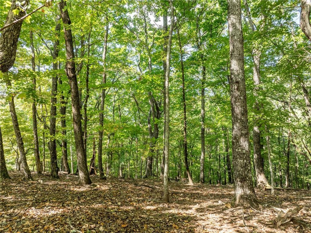4406 Bee Tree Ridge Court Property Photo 7