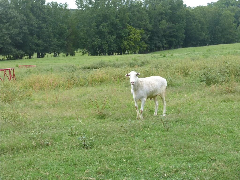 1650 Locklin Cemetery Road Property Photo 18