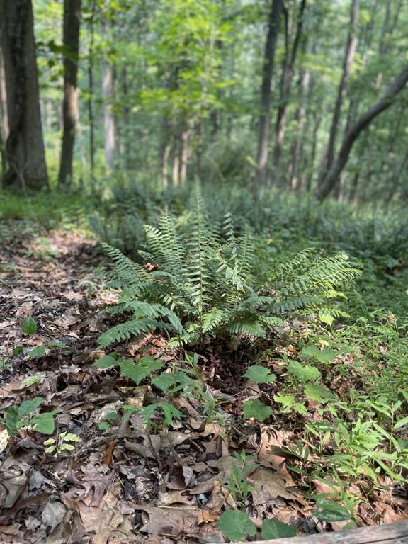 5447 Winder Highway Property Photo 14