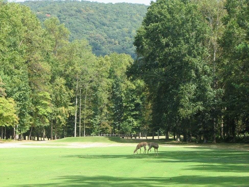 0 Shadowick Mountain Road Property Photo 8