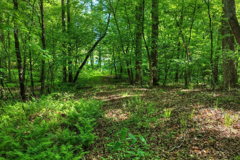 8.52 Ac Mcnelley Road Property Photo 17