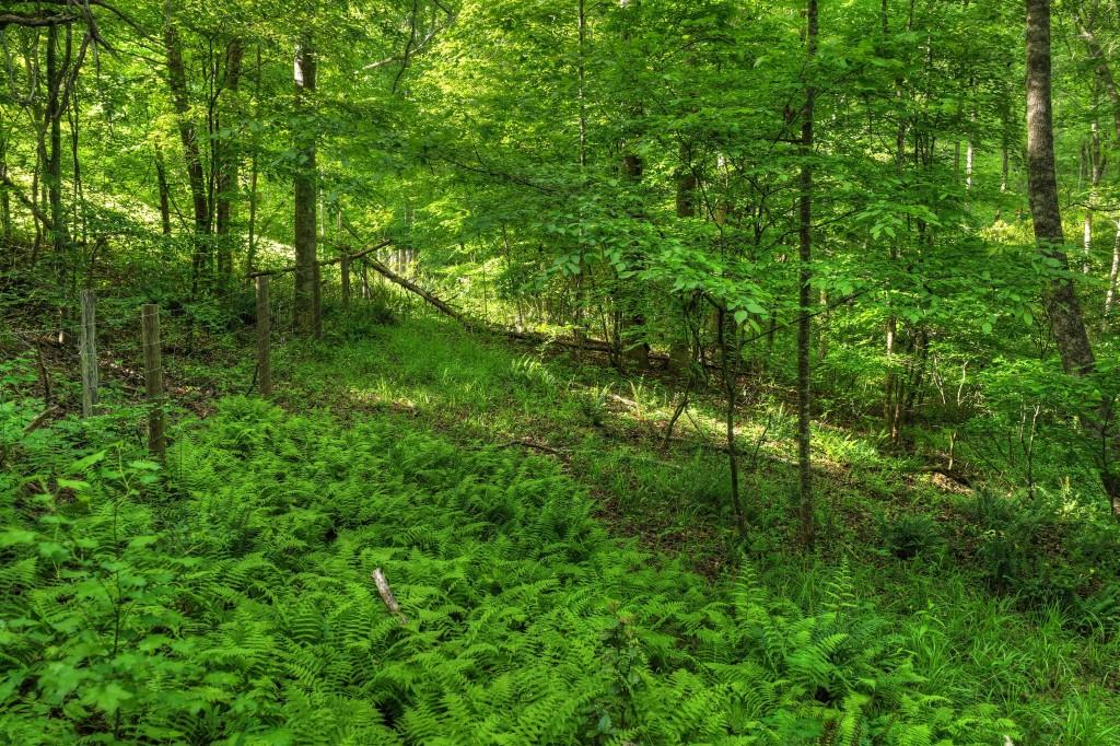 8.52 Ac Mcnelley Road Property Photo 23