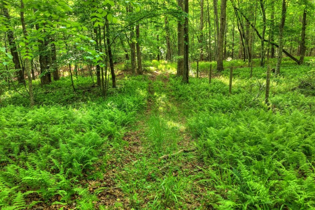 8.52 Ac Mcnelley Road Property Photo 36
