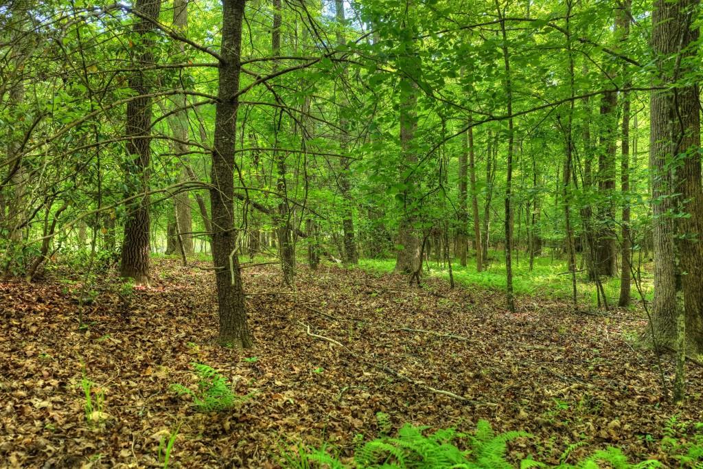 8.52 Ac Mcnelley Road Property Photo 41