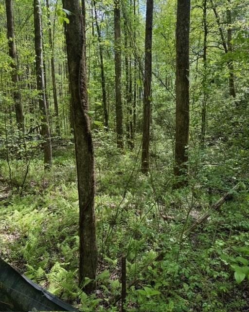 348 Hemlock Trail Property Photo 35