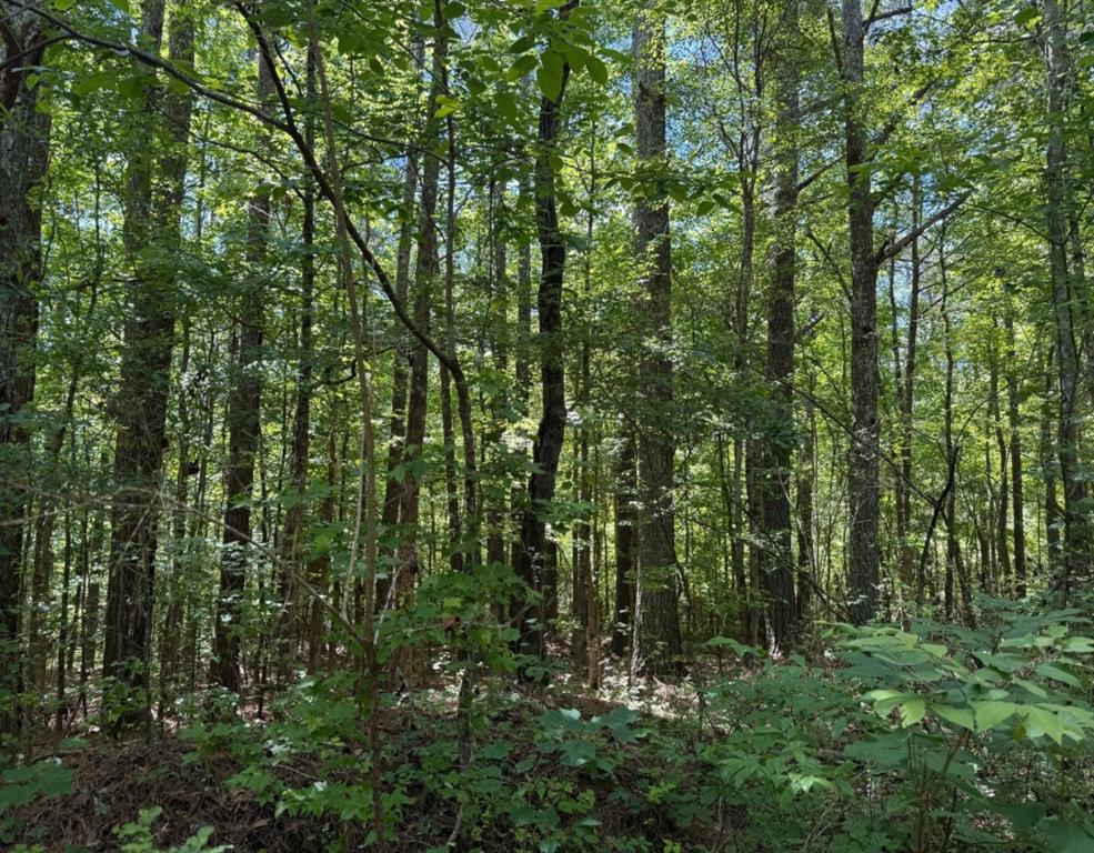 467 N Raburn Road Property Photo 8