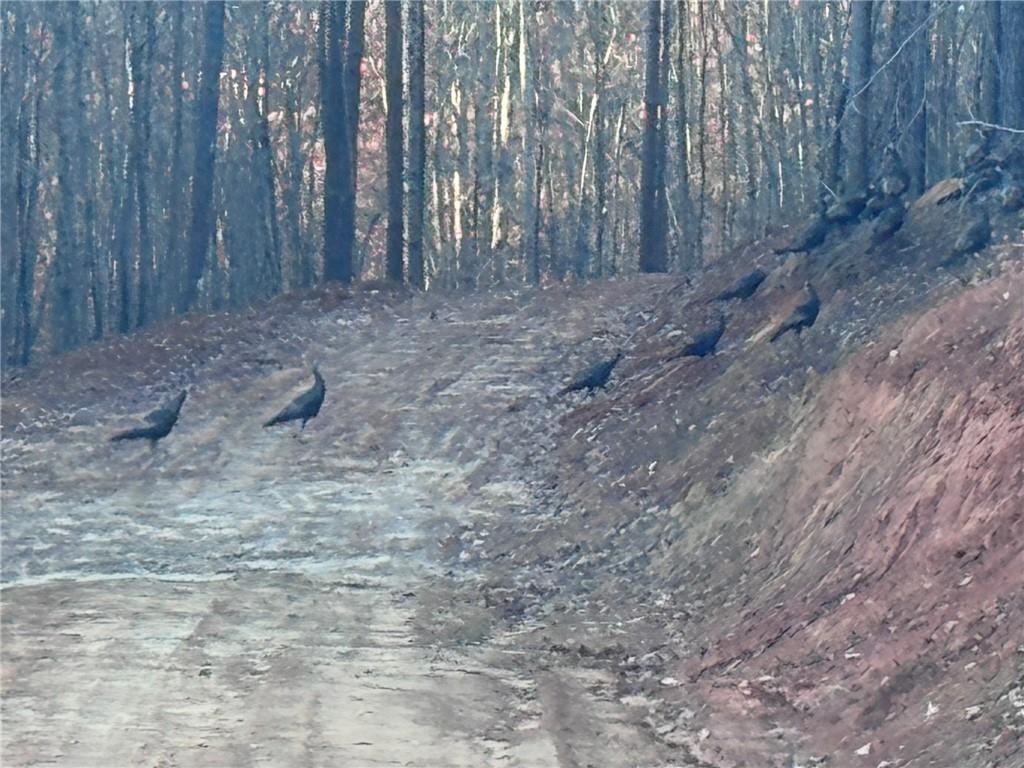 0 Lone Bear Path Property Photo 5