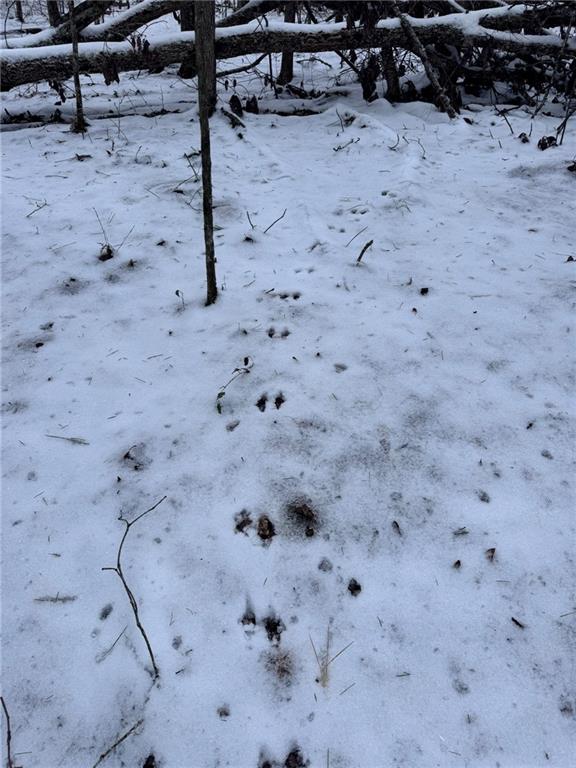 0 Lone Bear Path Property Photo 6