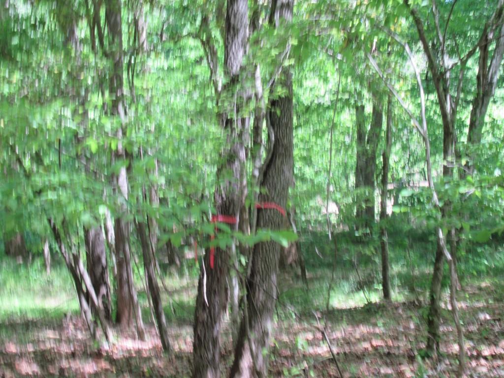 0 Chestatee Drive Property Photo 2