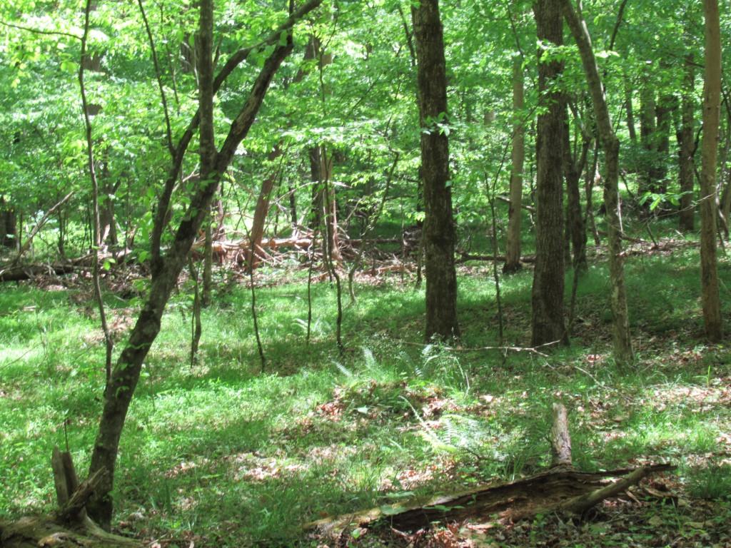 0 Chestatee Drive Property Photo 3