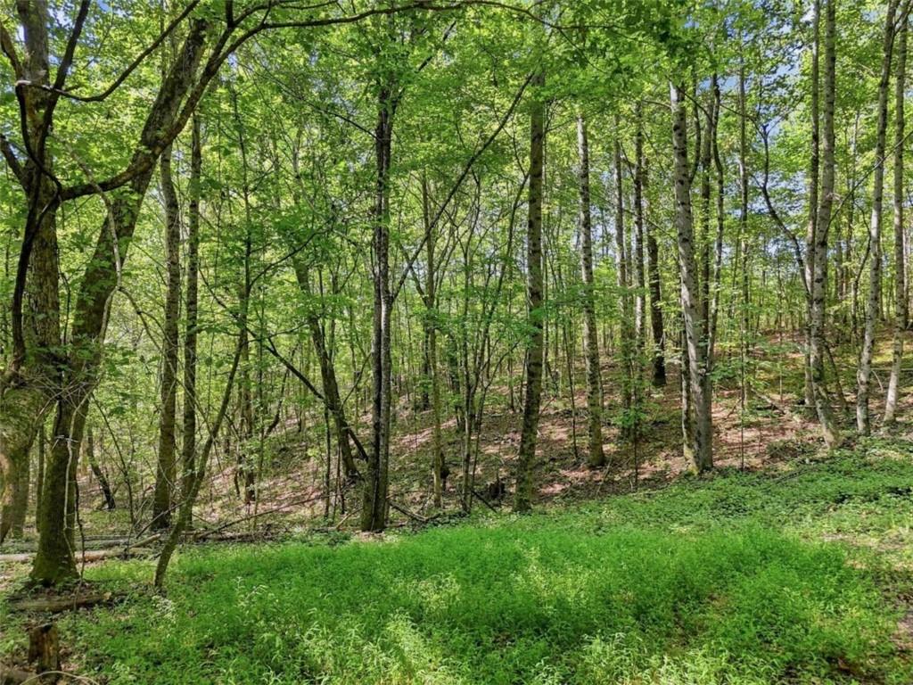 590 Old Shyers Ford Road Property Photo 51