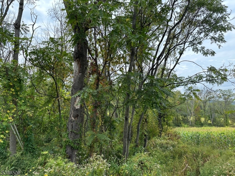 Mountain Lake Rd
