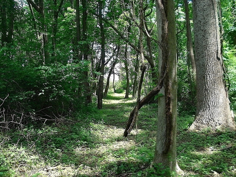 Mellicks Woods Rd Property Photo 3