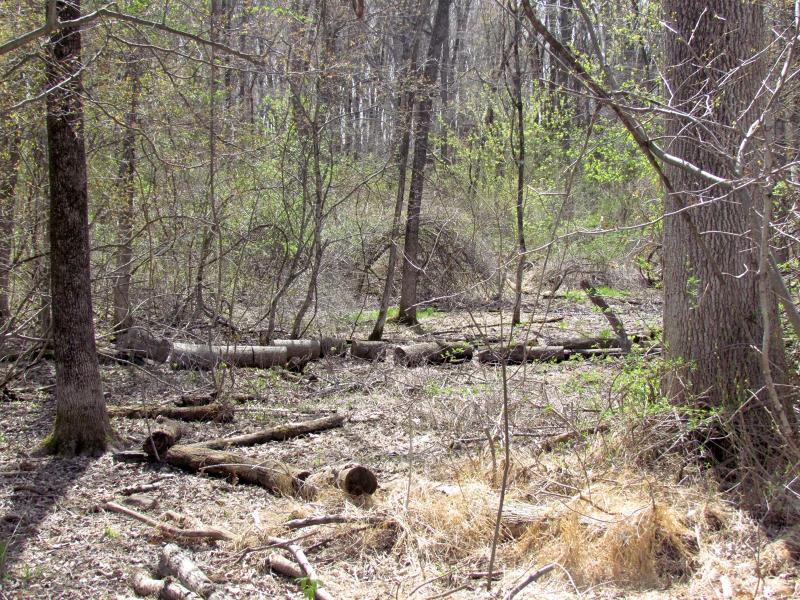 Mellicks Woods Rd Property Photo 12