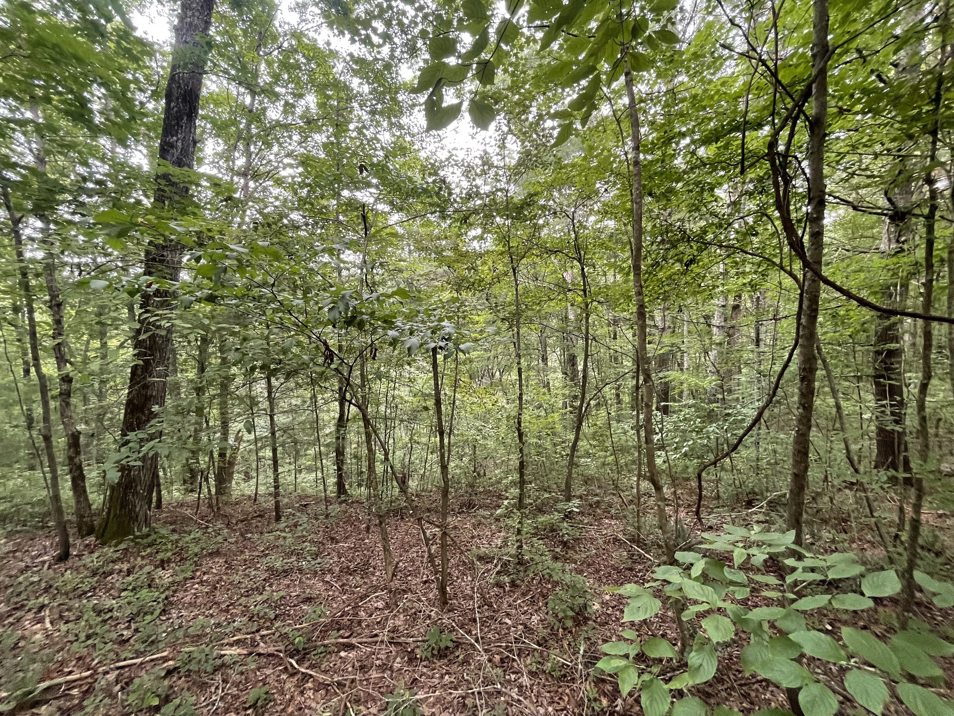 1553 Dorian Court Property Photo 4