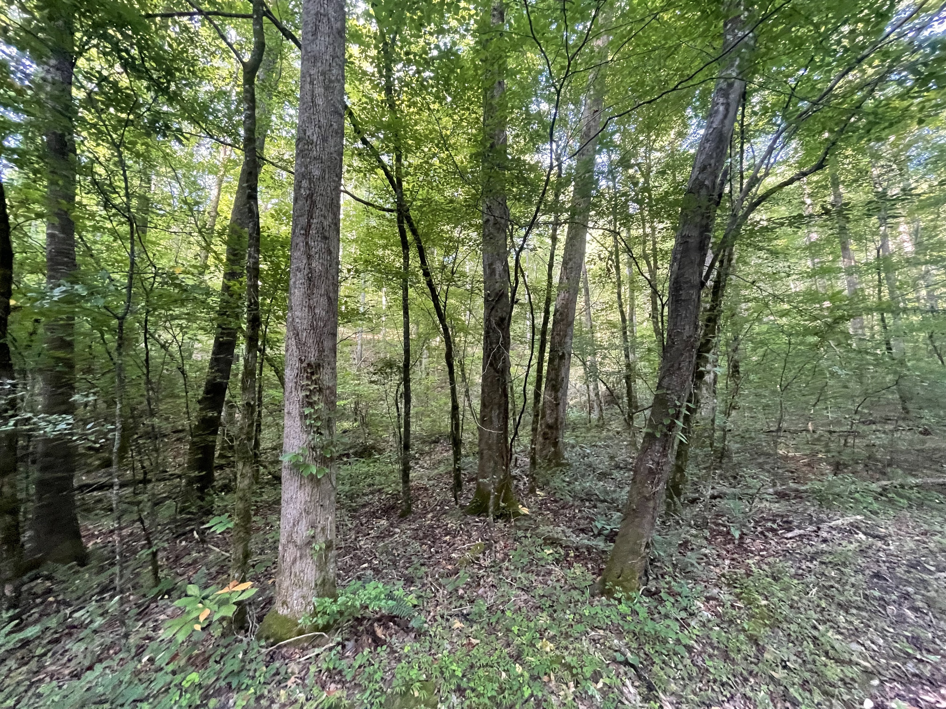730 Nettle Lane Property Photo 3