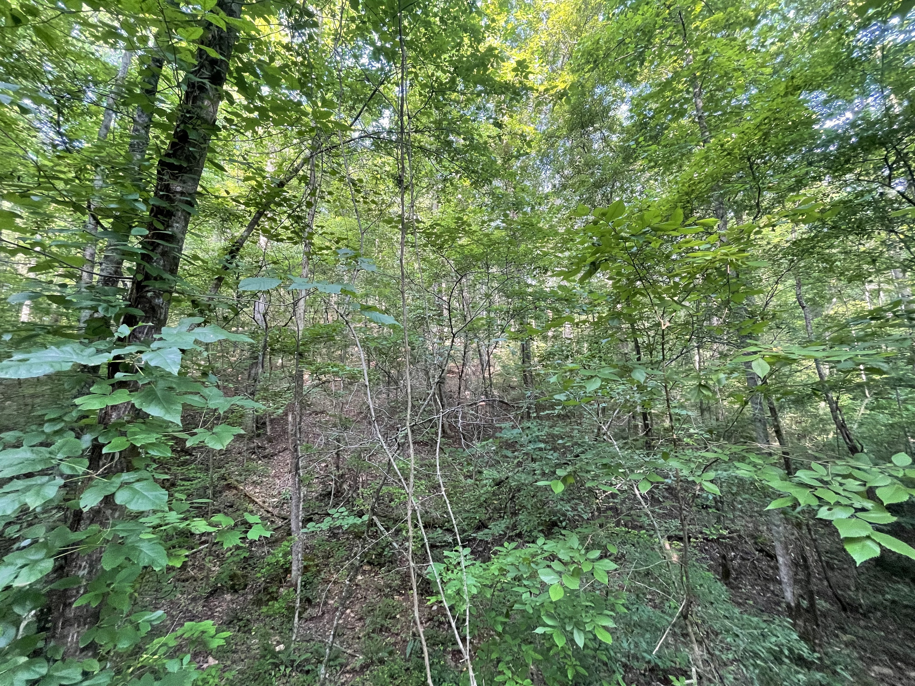 732 Nettle Lane Property Photo 3