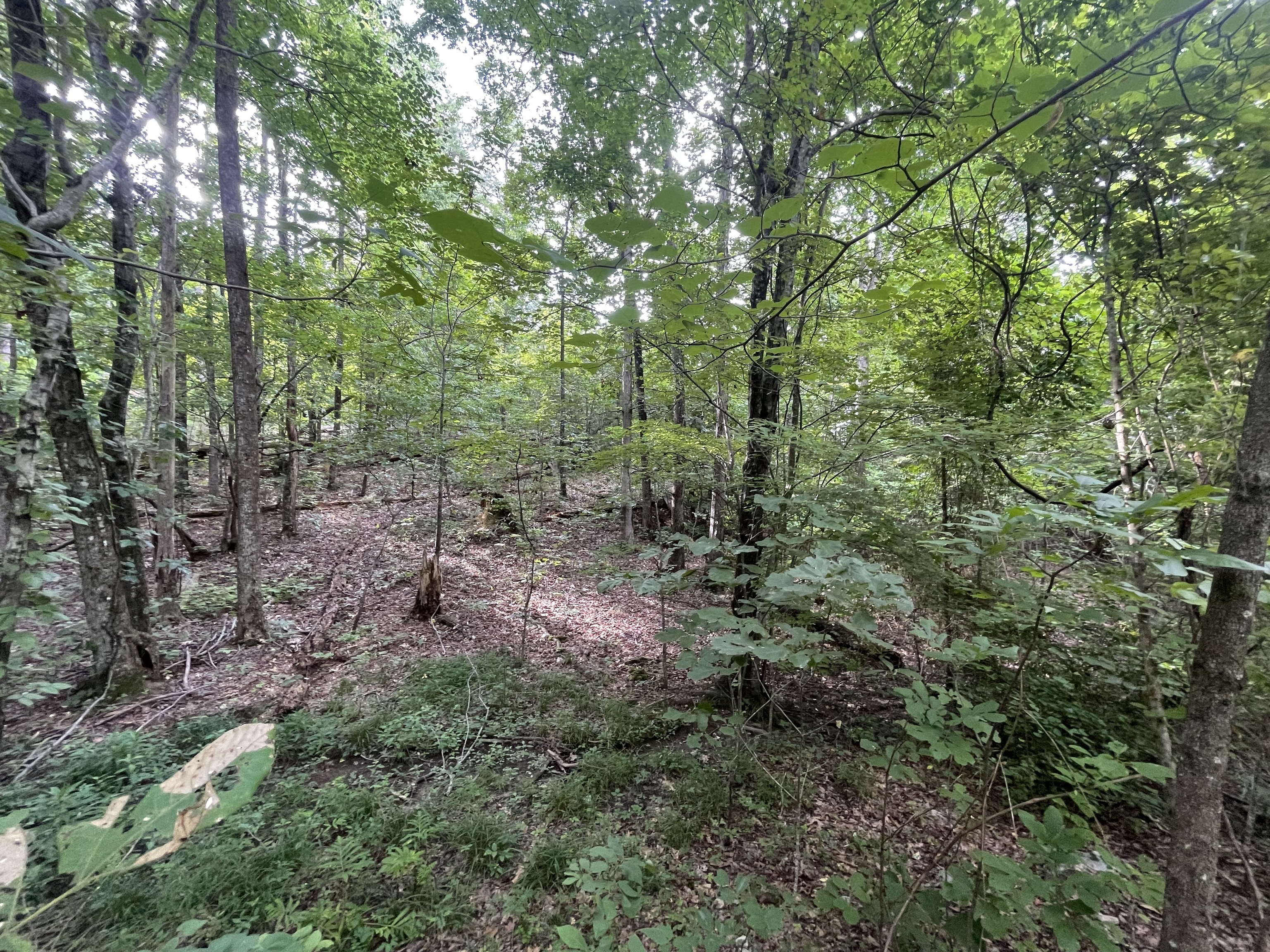 1096 Gable Drive Property Photo 4